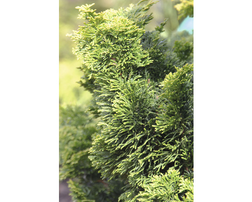 Close-up van een Hinoki-schijncipres