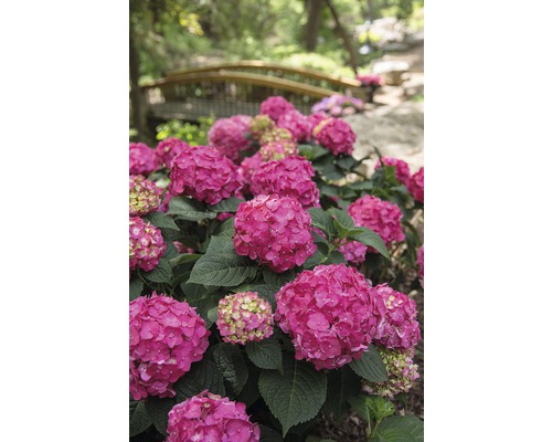 Hortensia perk met houten brug op de achtergrond