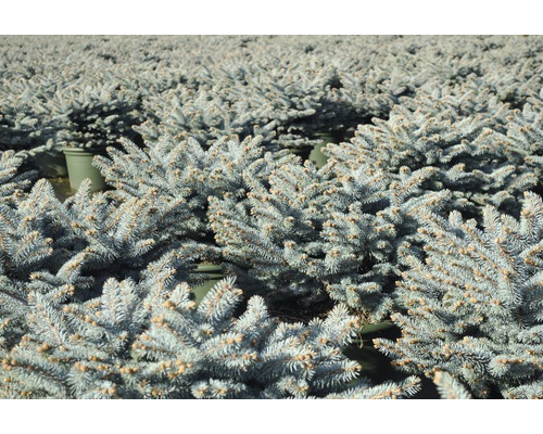 Veel kleine blauwe sparren in potten