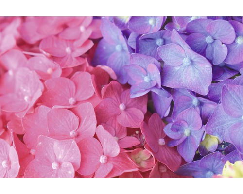 Close-up van hortensiabloemen