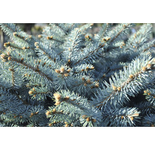 Close-up van takken van een blauwspar
