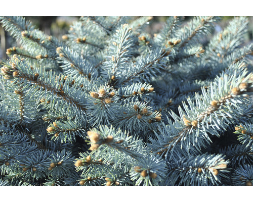 Close-up van takken van een blauwspar