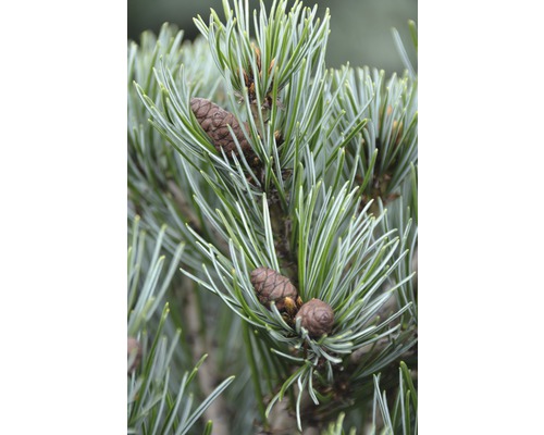 Close-up van alpenpijnboomnaalden met kegels