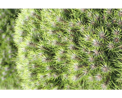 Close-up van een bolvormige den met groene naalden