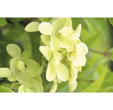 Close-up van een pluimhortensia