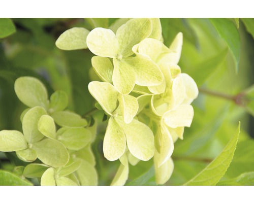 Close-up van een pluimhortensia