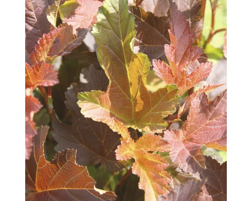 FLORASELF® Blaasspirea Physocarpus opulifolius 'Center Glow' potmaat Ø24 cm Close-up van blaasspireabladen