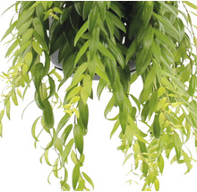 FLORASELF Schaamrood Aeschynanthus-Cultivars 'Japhro' potmaat Ø 15.0 cm H 25-35 cm-thumb-1