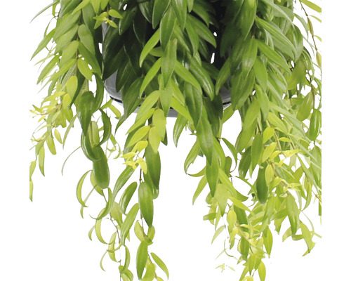 Hangplant met groene bladeren in pot