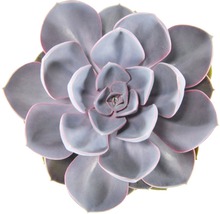 Vetplant close-up