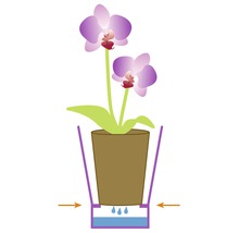 Illustratie van een orchidee in pot met irrigatiesysteem