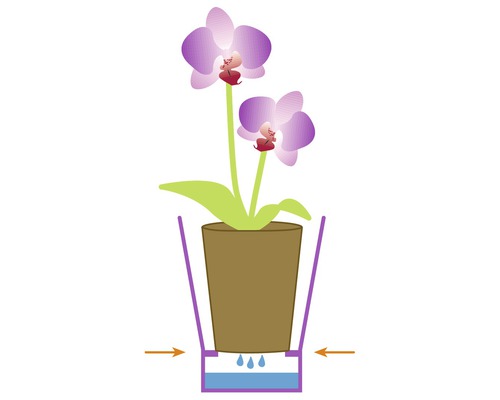 Illustratie van een orchidee in pot met irrigatiesysteem