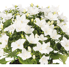 Klokjesbloem met witte bloemen