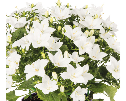 Klokjesbloem met witte bloemen