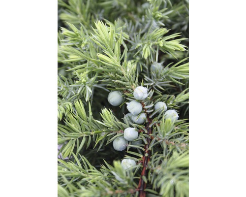 Detailopname van een jeneverbesstruik met bessen