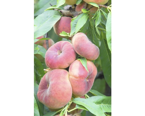 FLORASELF® Perzikboom Prunus persica 'Saturn' potmaat Ø26 cm