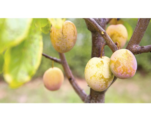 FLORASELF® Abrikozenboom Prunus armeniaca 'Aprimira' potmaat Ø24 cm