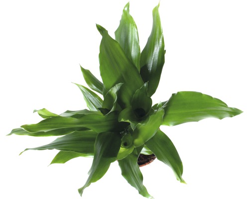 Gelukspluim kamerplant in pot