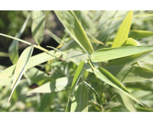 Close-up van bamboebladeren