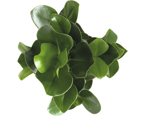 Peperomia kamerplant met ronde bladeren