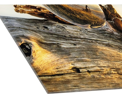 Decoratieve afbeelding met een boomstam en een glazen bol