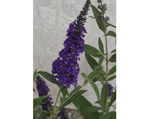 Vlinderstruik met bloem en groene bladeren