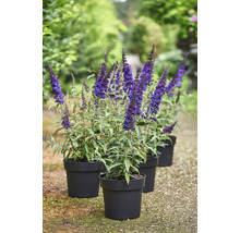 Vlinderstruikplanten in potten voor de tuin.