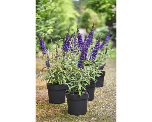 Vlinderstruikplanten in potten voor de tuin.