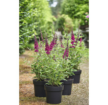 Drie vlinderstruiken in potten in de tuin.