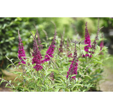 Vlinderstruik met violette bloemen en groene bladeren in de tuin.
