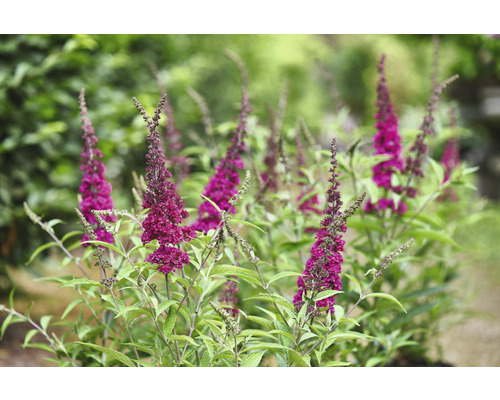Vlinderstruik met violette bloemen en groene bladeren in de tuin.
