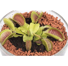 Venus vliegenval in een glazen pot met substraat