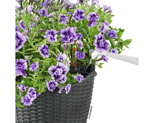 Bewatering van paarse petunia''s in een gevlochten plantenbak met waterniveau-indicator