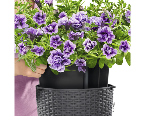 Hangpetunia''s in een Lechuza plantenbak