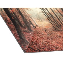 Fotoprint met een bos in de herfst