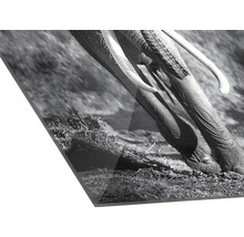 Zwart-witfoto van olifantstanden op een plaat
