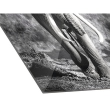 Close-up van een acrylglas foto met een zwart-wit olifantenmotief
