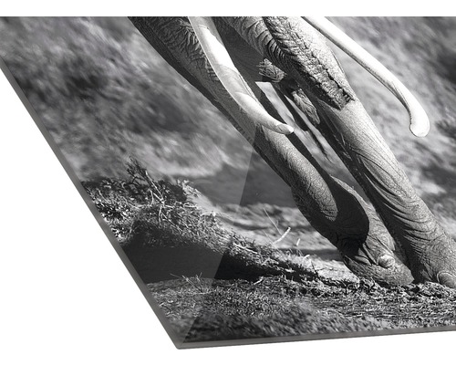 Close-up van een acrylglas foto met een zwart-wit olifantenmotief