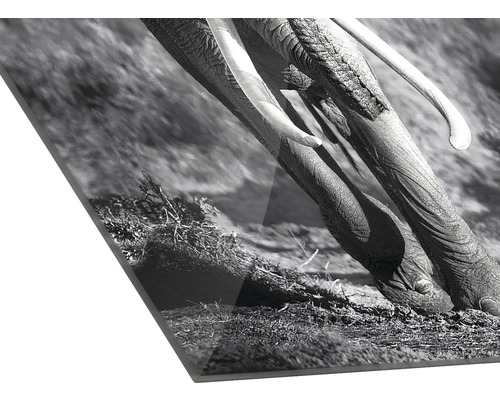 Detailopname van een olifant op een doek