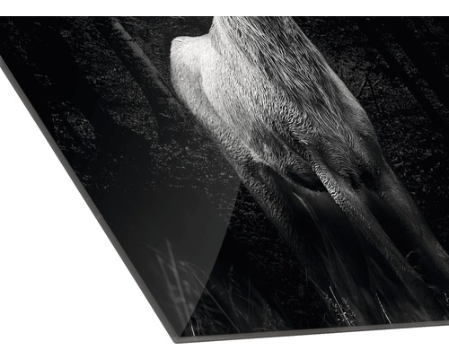 Zwart-witfotografie van een hert in het bos