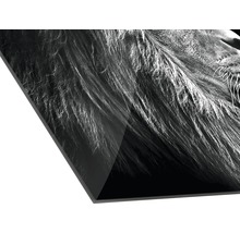 Detailopname van een acrylglas foto met een leeuw