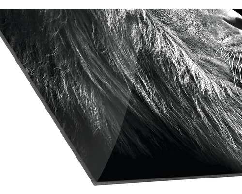 Detailopname van een acrylglas foto met een leeuw