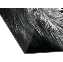 Detailopname van een acrylglasfoto met een leeuwenmotief