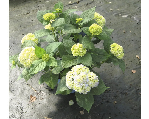 Hortensia in pot met bloemen