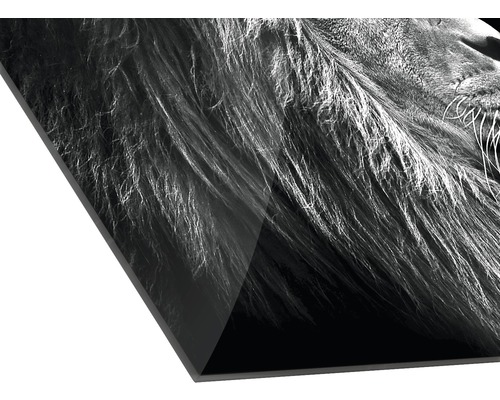 Acrylglas foto van een leeuwenkop in zwart-wit