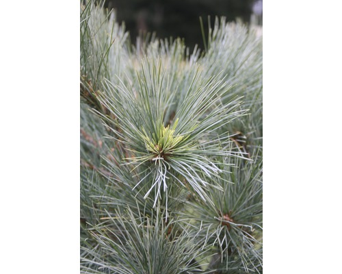 Close-up van dennennaalden