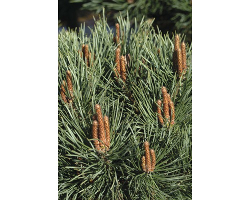 Close-up van dennenboomtakken met knoppen