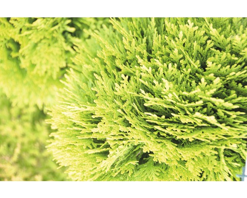 Close-up van een Thuja plant.