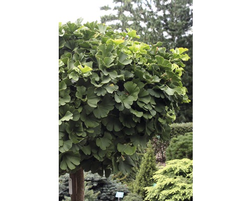 Ginkgo Biloba bolboom in de tuin.