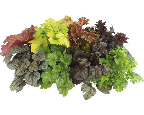 Plantenarrangement met Purperklokje met verschillende bladeren